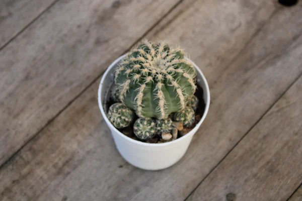 Gymnocalycium bruchii - immagine 2