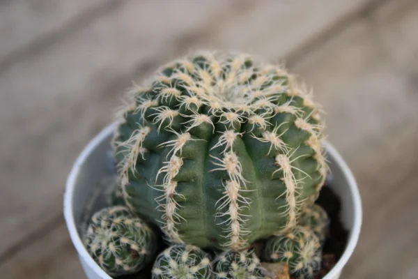 Gymnocalycium bruchii