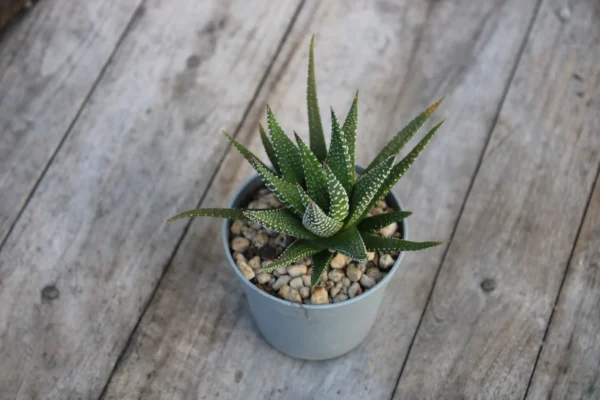 Haworthia attenuata var. radula - immagine 2