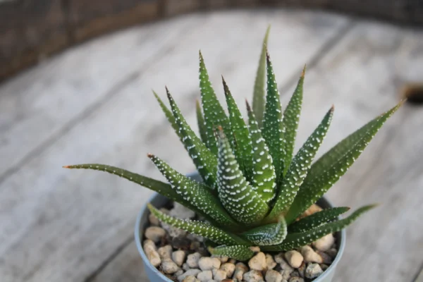 Haworthia attenuata var. radula
