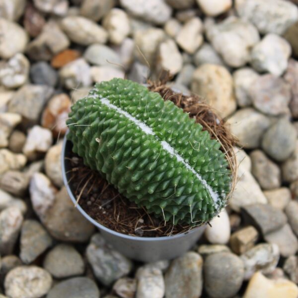 Mammillaria spinosissima 'Un pico' crestata - immagine 2