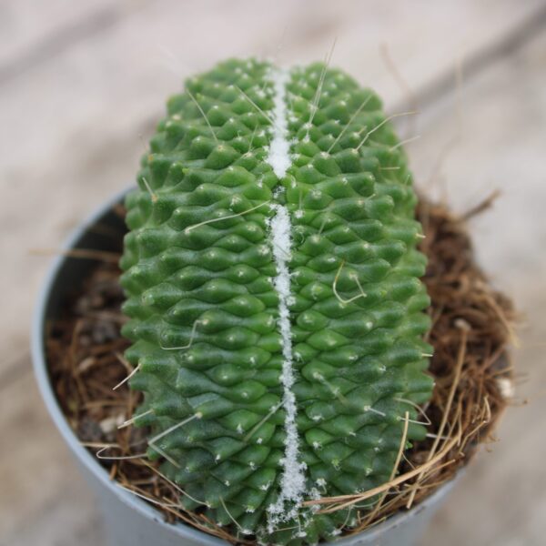 Mammillaria spinosissima 'Un pico' crestata