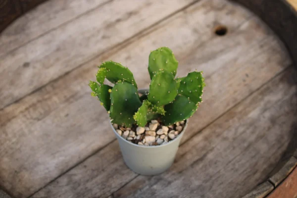 Opuntia brasiliensis - immagine 3