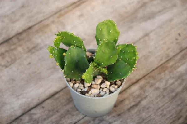 Opuntia brasiliensis - immagine 2