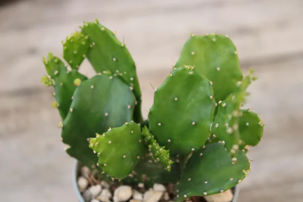 Opuntia brasiliensis