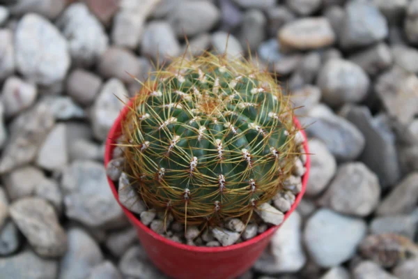 Oroya peruviana - immagine 3