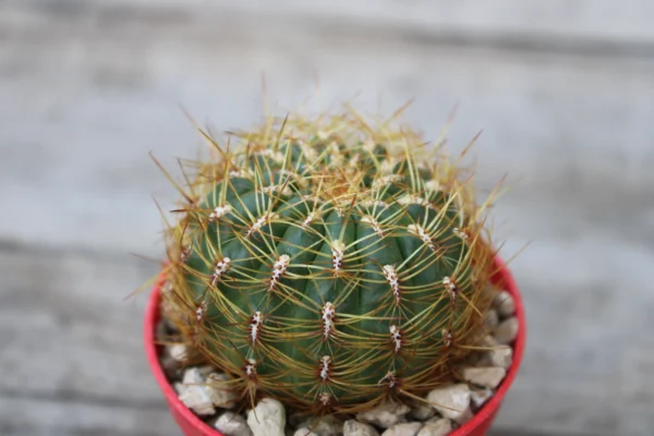 Oroya peruviana