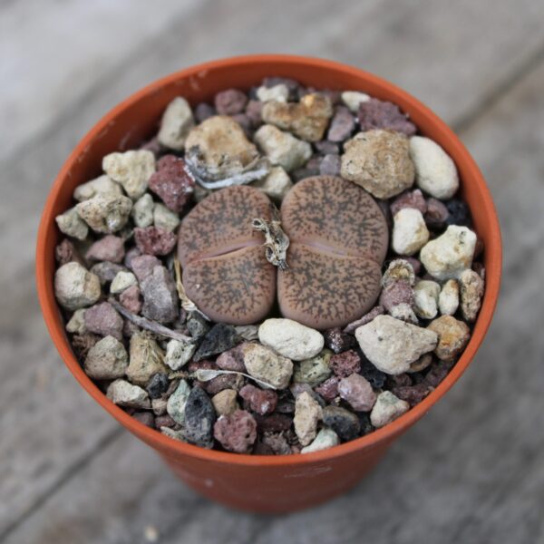 Lithops lesliei