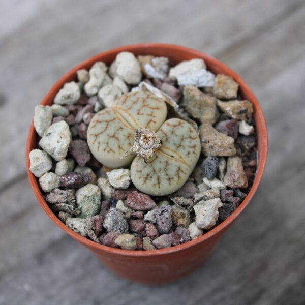 Lithops ruschiorum var. lineata