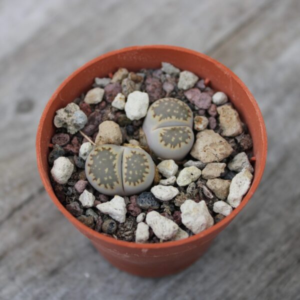 Lithops salicola