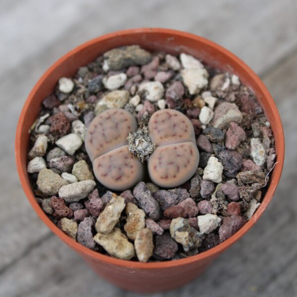 Lithops schwantesii