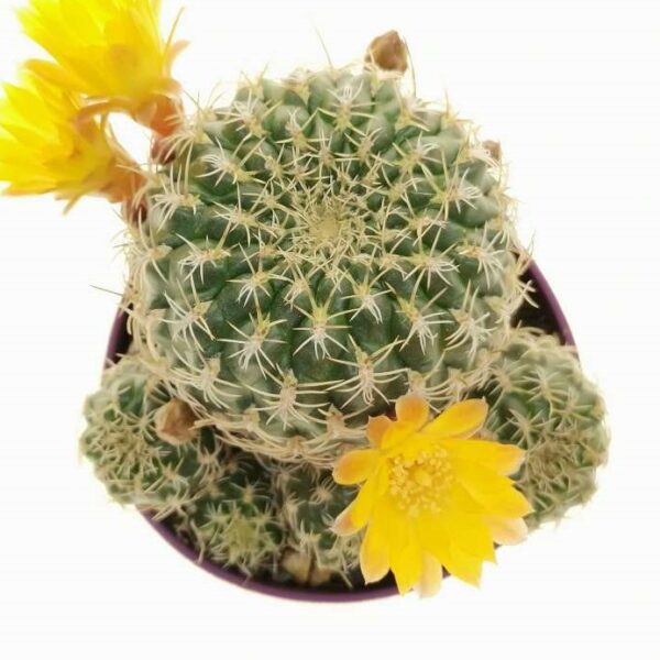 Sulcorebutia gemmae