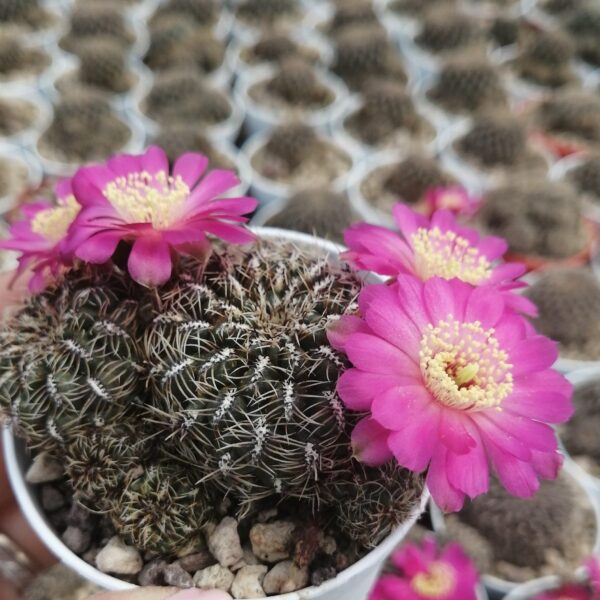 Sulcorebutia canigueralii v. brevispina