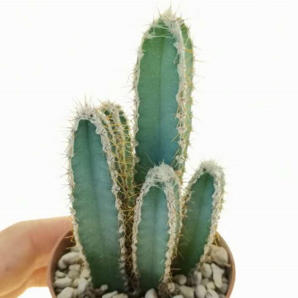 Cereus forbesii