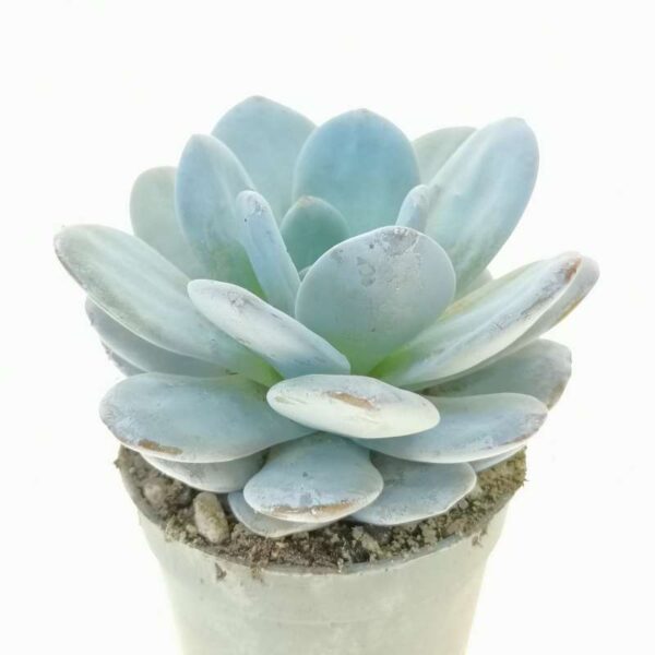 Echeveria laui - immagine 2