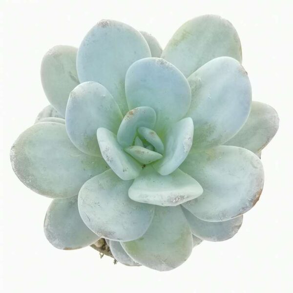 Echeveria laui