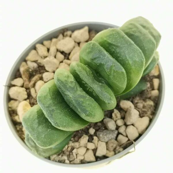 Haworthia truncata