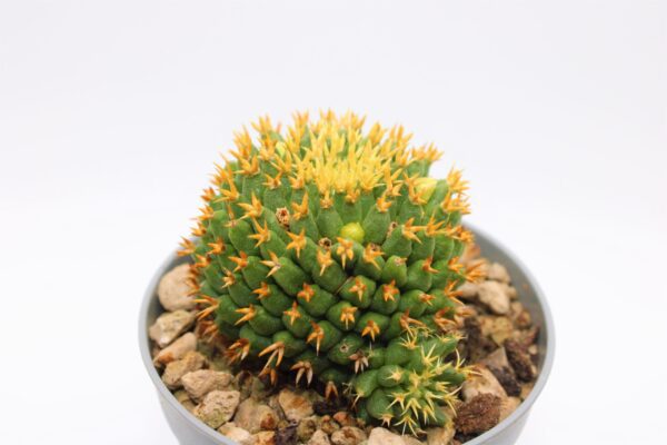 Mammillaria camptotricha cv. Bru