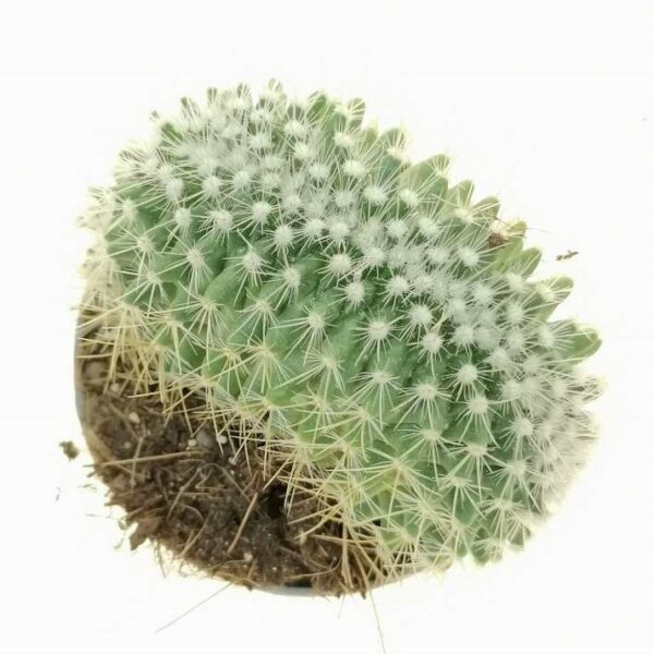 Mammillaria rhodantha subs. pringlei f. crestata