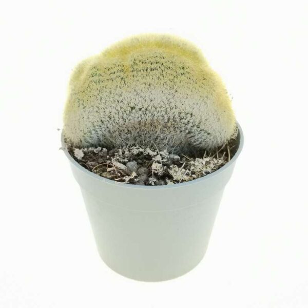 Notocactus leninghausii 'Crestato'