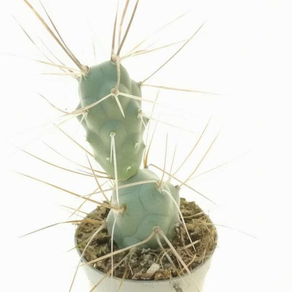 Tephrocactus articulatus var. syringacanthus