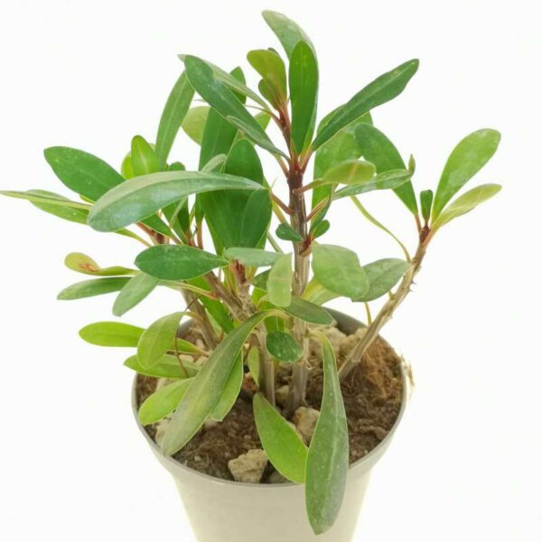 Euphorbia tardieuana