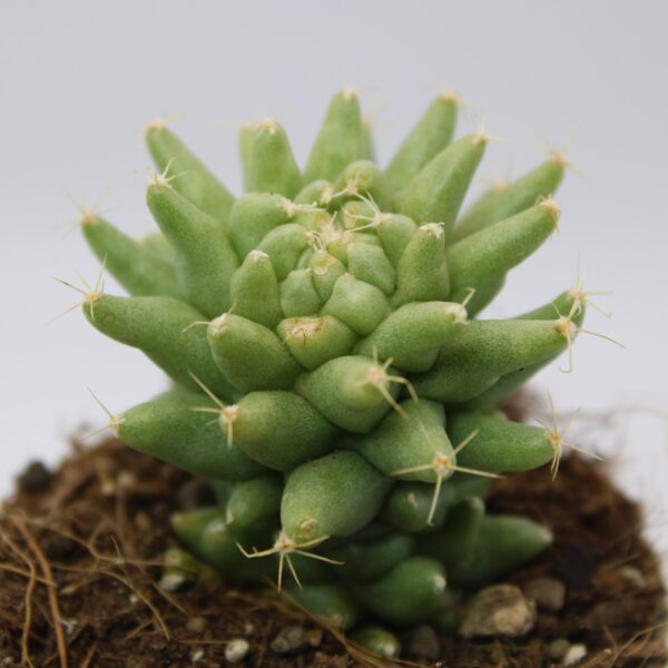 Mammillaria longimamma f. mostruosa