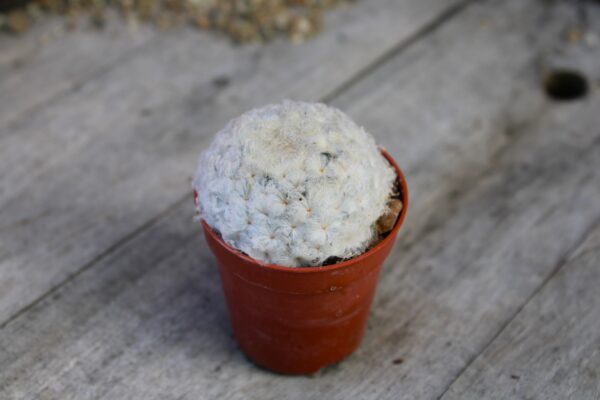 Mammillaria plumosa