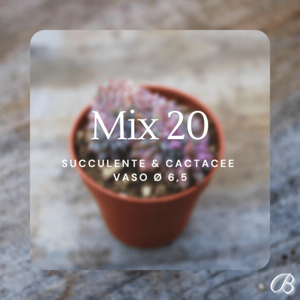 Mix 20 Succulente & Cactacee Vaso Ø 6,5