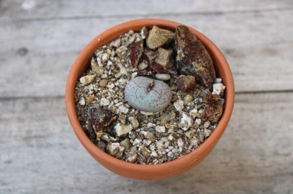 Conophytum obcordellum 'Giftbergense'