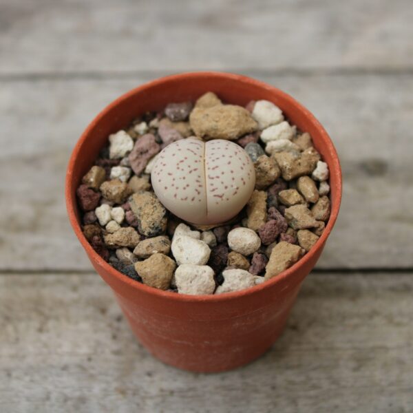 Dinteranthus vanzylii