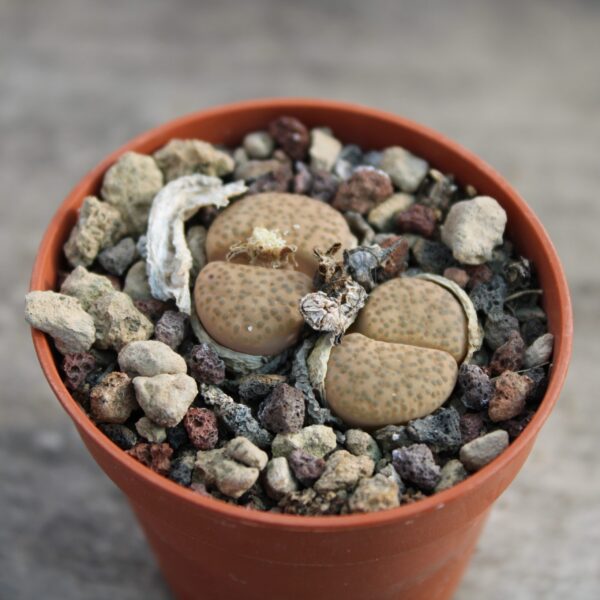 Lithops fulviceps