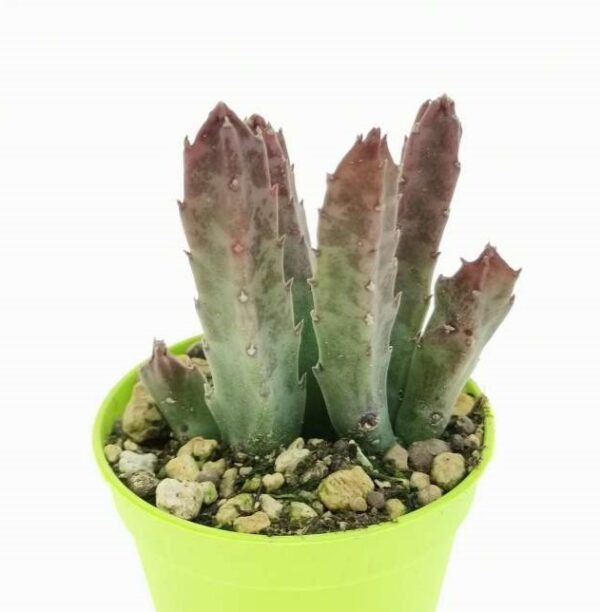 Stapelia hirsuta - immagine 2