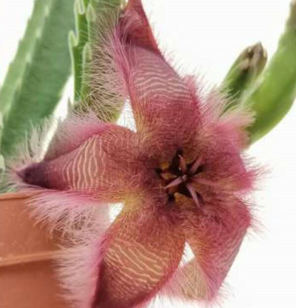 Stapelia hirsuta