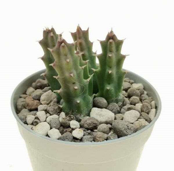 Stapelia montana - immagine 2