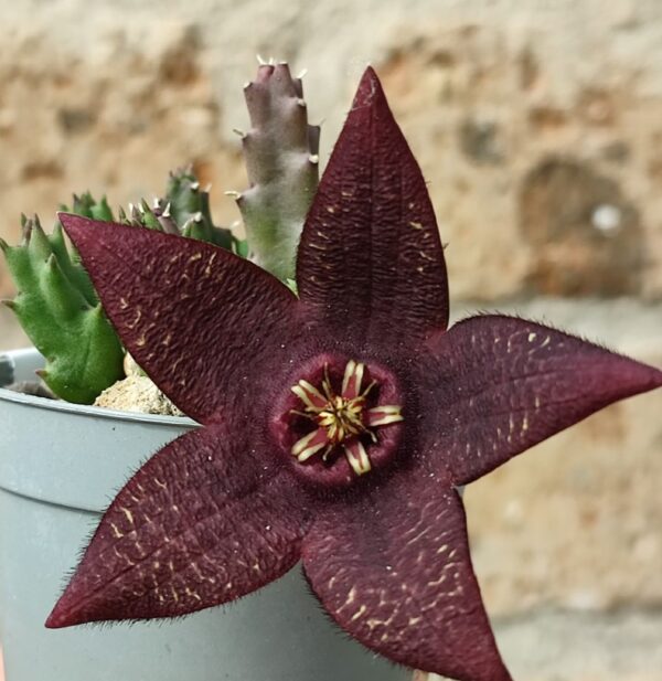 Stapelia montana