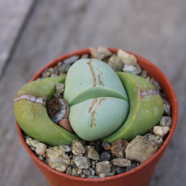 Argyroderma delaetii