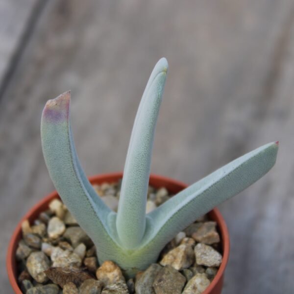 Cheiridopsis denticulata