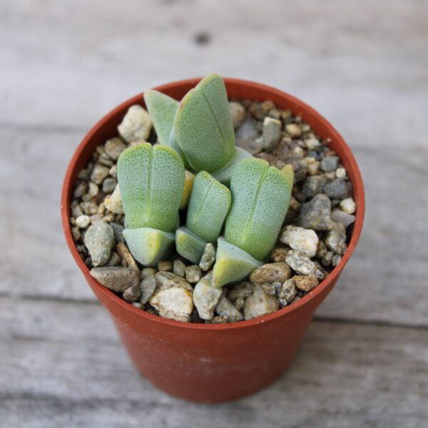 Cheiridopsis purpurea