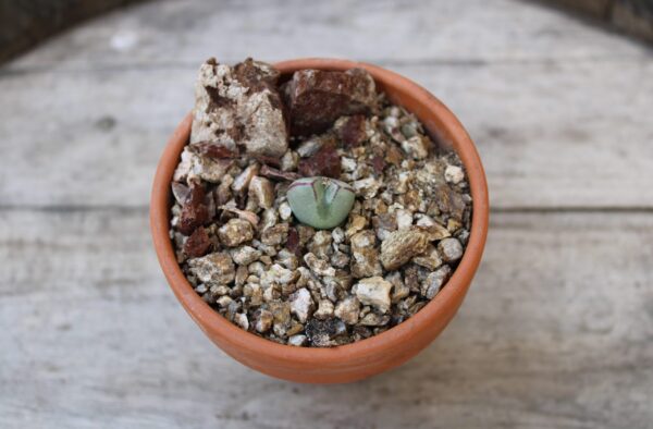 Conophytum bilobum x violaciflorum SH586