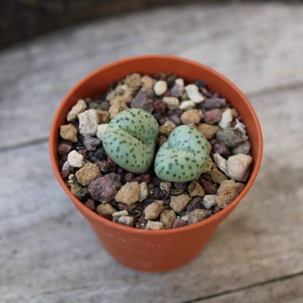 Conophytum obcordellum SB.1389 - immagine 2