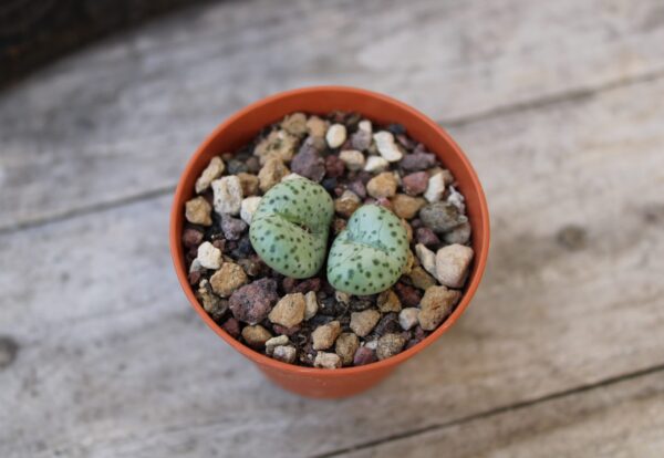 Conophytum obcordellum SB.1389