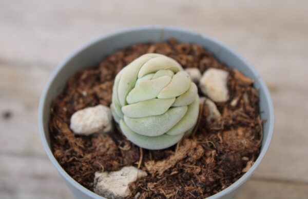 Crassula alstonii - immagine 3