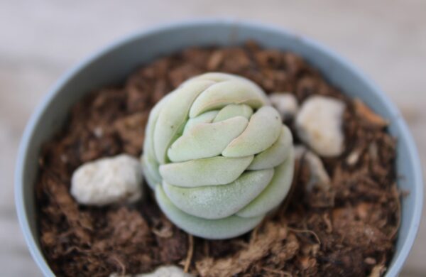 Crassula alstonii