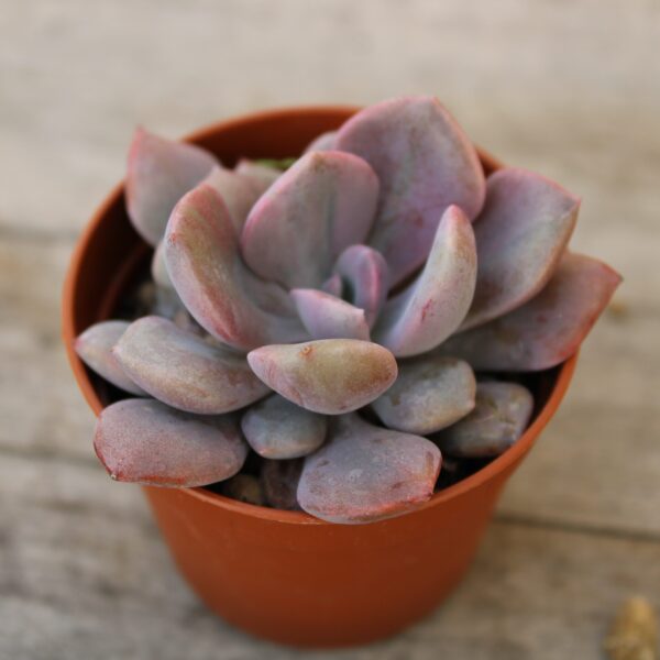 Graptoveria 'Debbie'