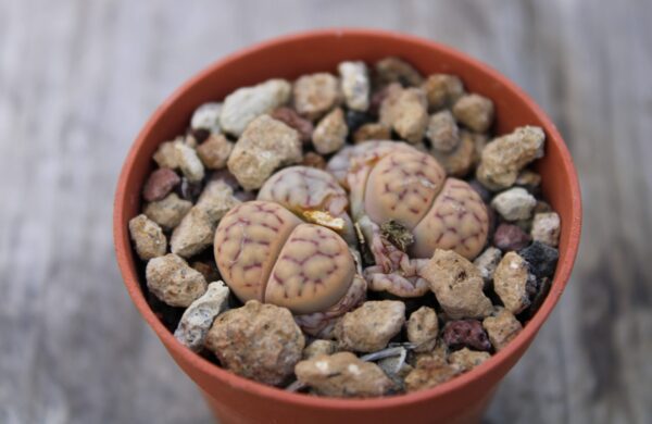 Lithops schwantesii C144 - immagine 2