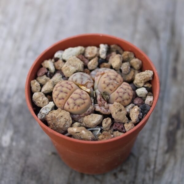 Lithops schwantesii C144