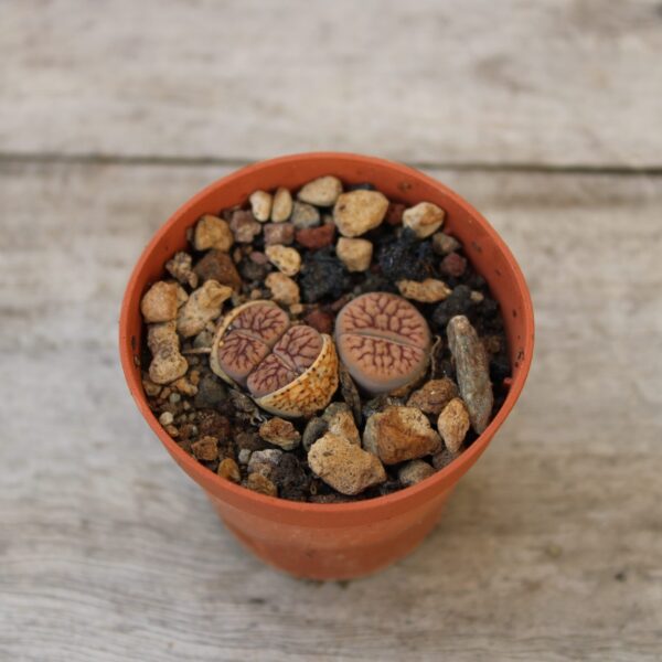 Lithops schwantesii 'Nutwerk' - immagine 2