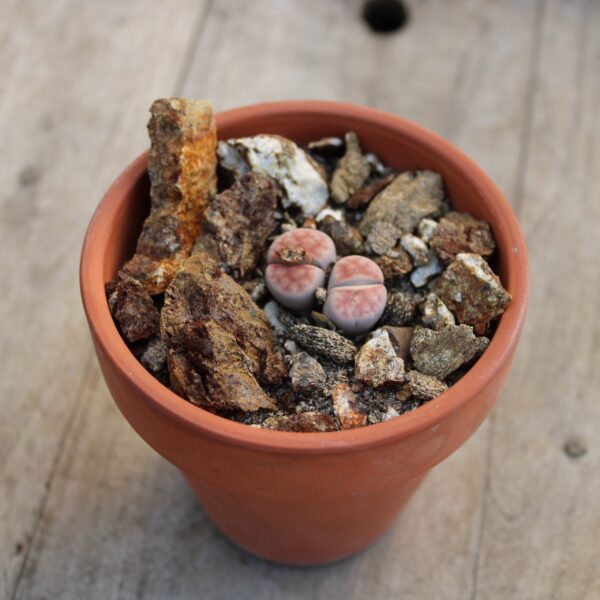 Lithops karasmontana