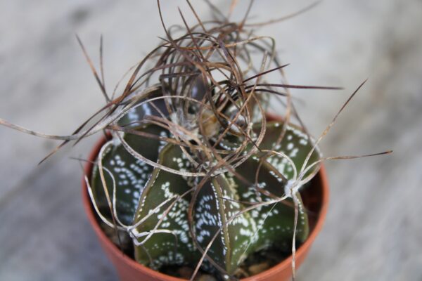 Astrophytum capricorne ssp. senile